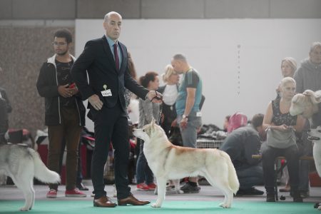 World Dog Show 2018 - exl4