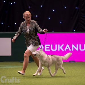 TOP 10 JUNIOR of ALL BREEDS in the UK 2016
